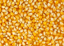 Tasmanian Stockfeed Services Maize
